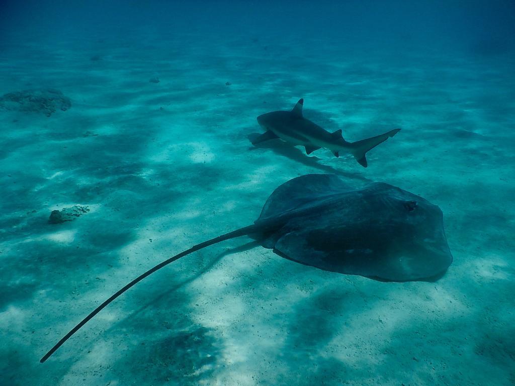 Poerani Moorea Buitenkant foto